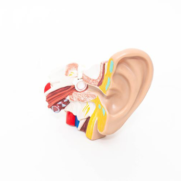 Conductive Hearing Loss Treatment in Naples & Estero, FL